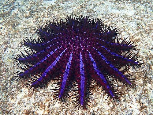 Crown-of-thorns starfish