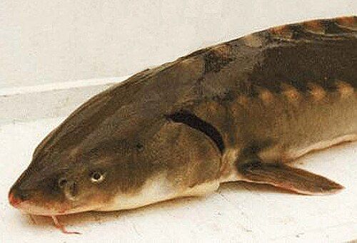 Shortnose sturgeon