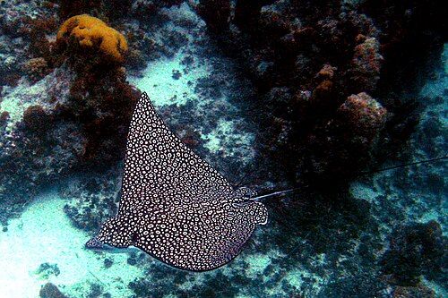 Spotted eagle ray