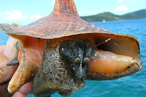 Queen conch