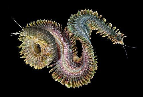 Clam worm