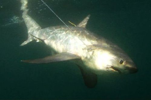 Common thresher shark