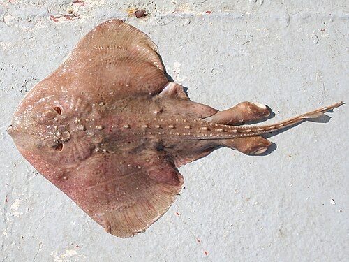 Thorny skate