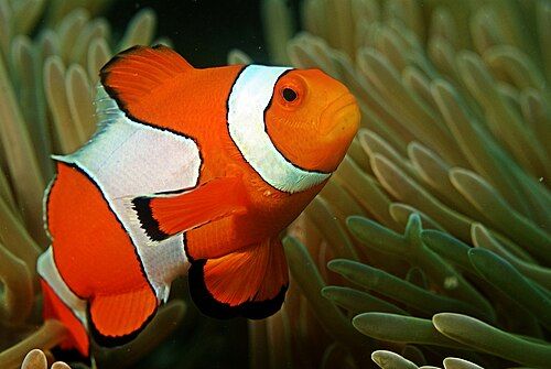 Clown anemonefish