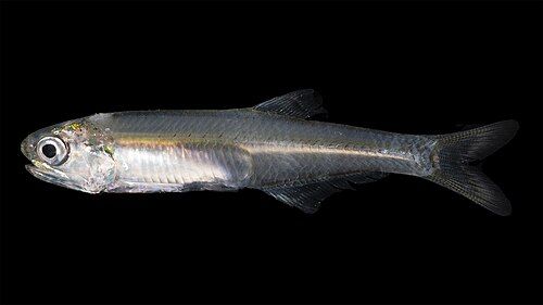 Bay anchovy