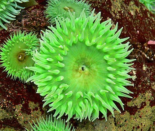 Giant green anemone