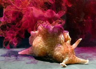 California sea hare