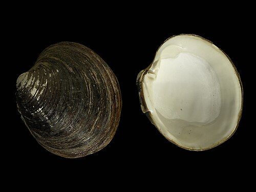 Ocean quahog