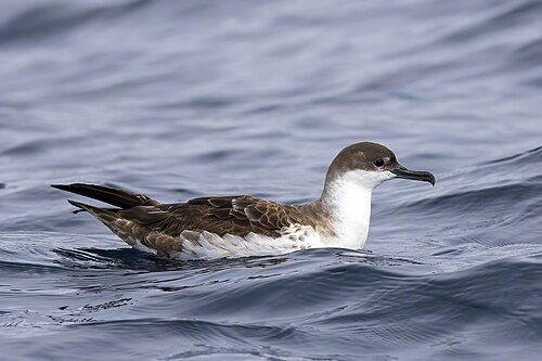 Great shearwater