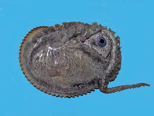 Greater argonaut