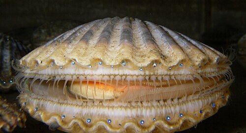Bay scallop