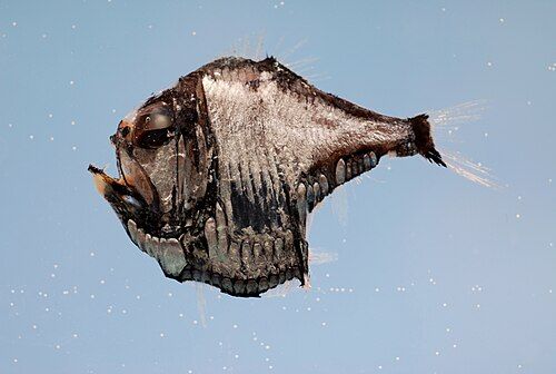 Silver hatchetfish