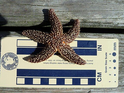 Forbes sea star