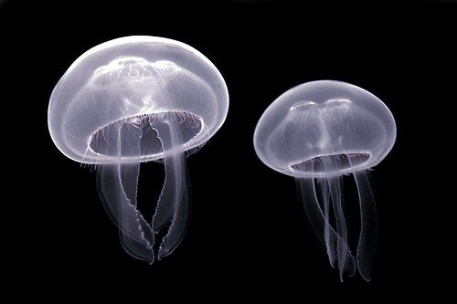 Moon jelly