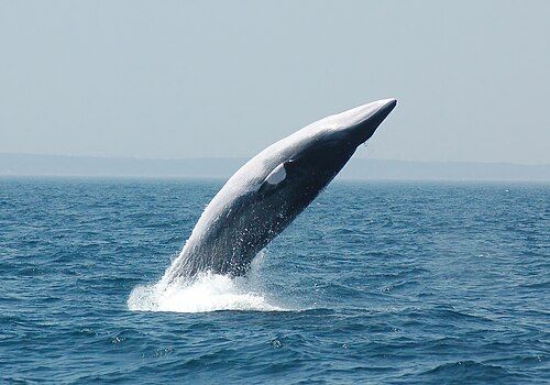 Common minke whale