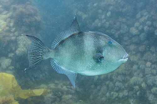 Gray triggerfish