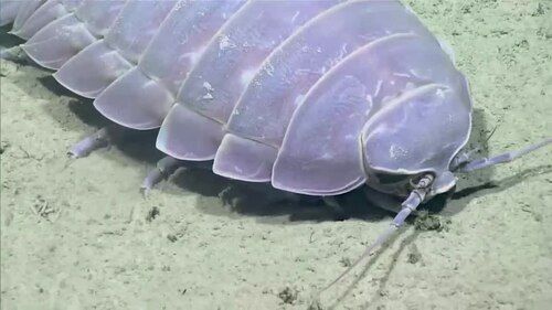 Giant isopod
