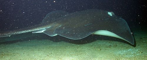 Roughtail stingray