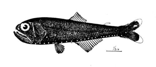 Glacier lanternfish