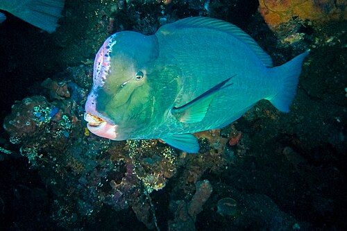 Green humphead parrotfish