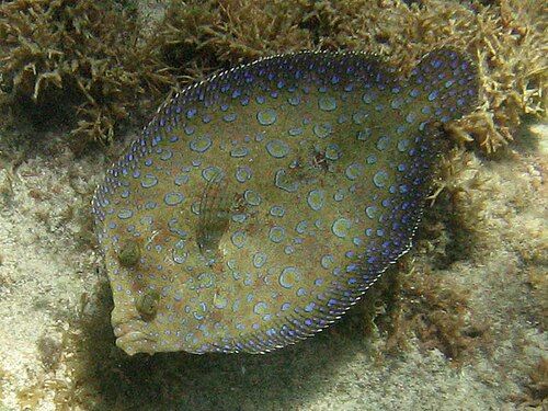 Peacock flounder