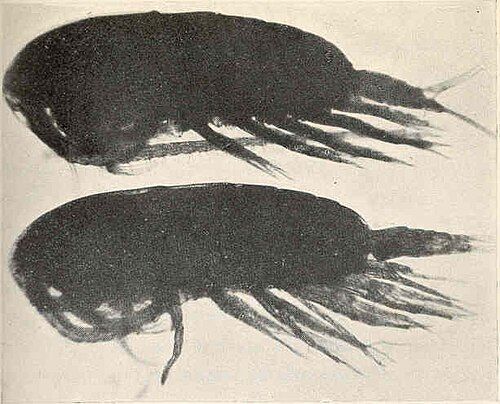 Calanus copepod