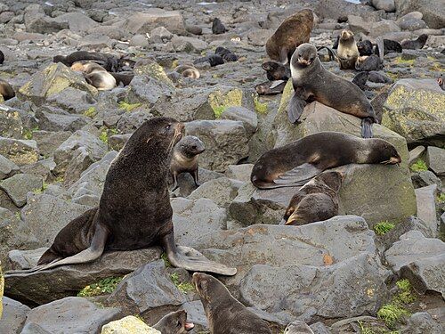 Northern fur seal