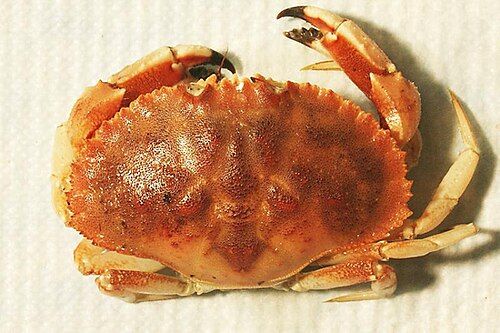 Jonah crab