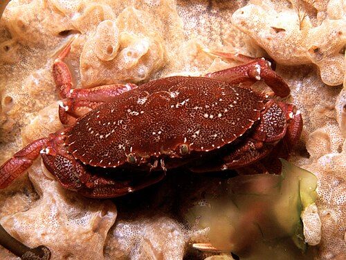 Atlantic rock crab