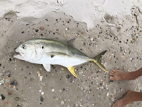 Crevalle jack