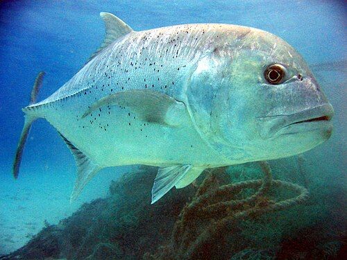 Giant trevally