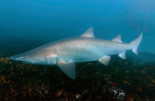 Sand tiger shark