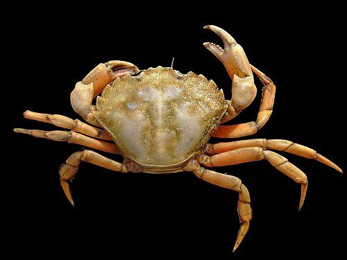 European green crab