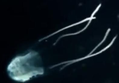 Irukandji jellyfish