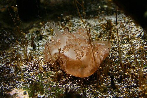 Upside-down jellyfish