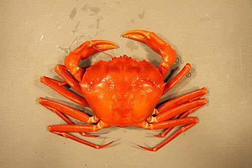 Red deep-sea crab