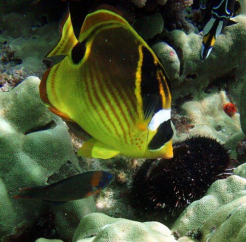 Raccoon butterflyfish