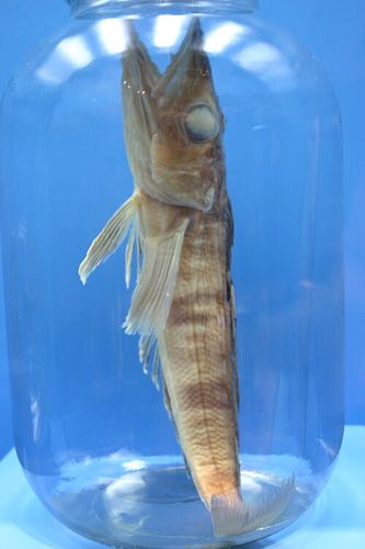 Mackerel icefish