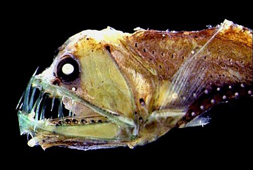 Sloane's viperfish