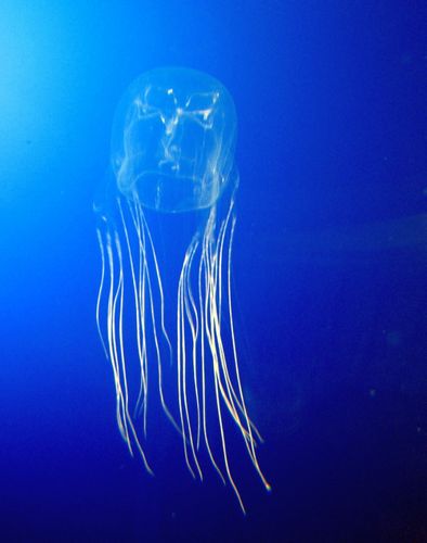 Australian box jellyfish