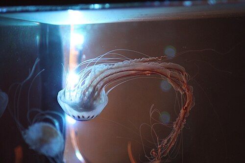 Atlantic sea nettle