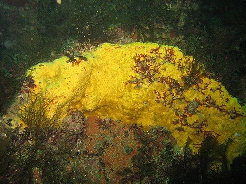 Boring sponge