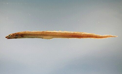 American conger