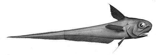 Roundnose grenadier