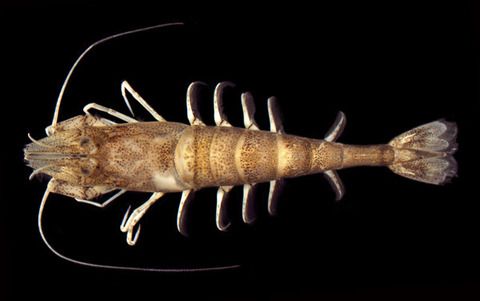 Sand shrimp