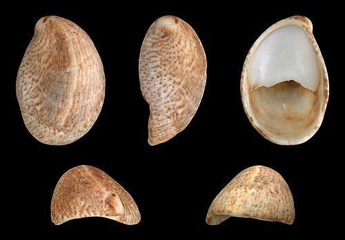 Atlantic slipper snail