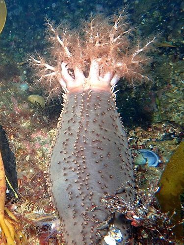 Orange-footed sea cucumber