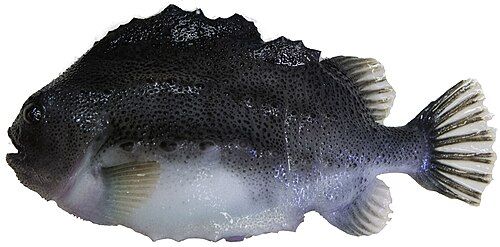 Lumpfish