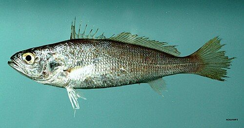 Weakfish