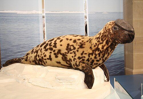 Hooded seal
